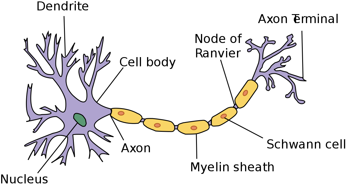 Brain neuron